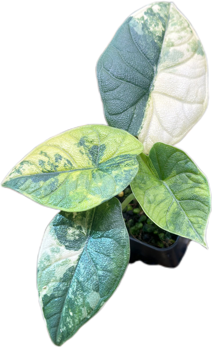 Alocasia Melo Aurea Variegated
