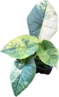 Alocasia Melo Aurea Variegated