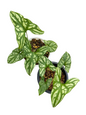 Cercestis mirabilis (N.E. Br.) Bogner Wholesale Set of 10 Plants