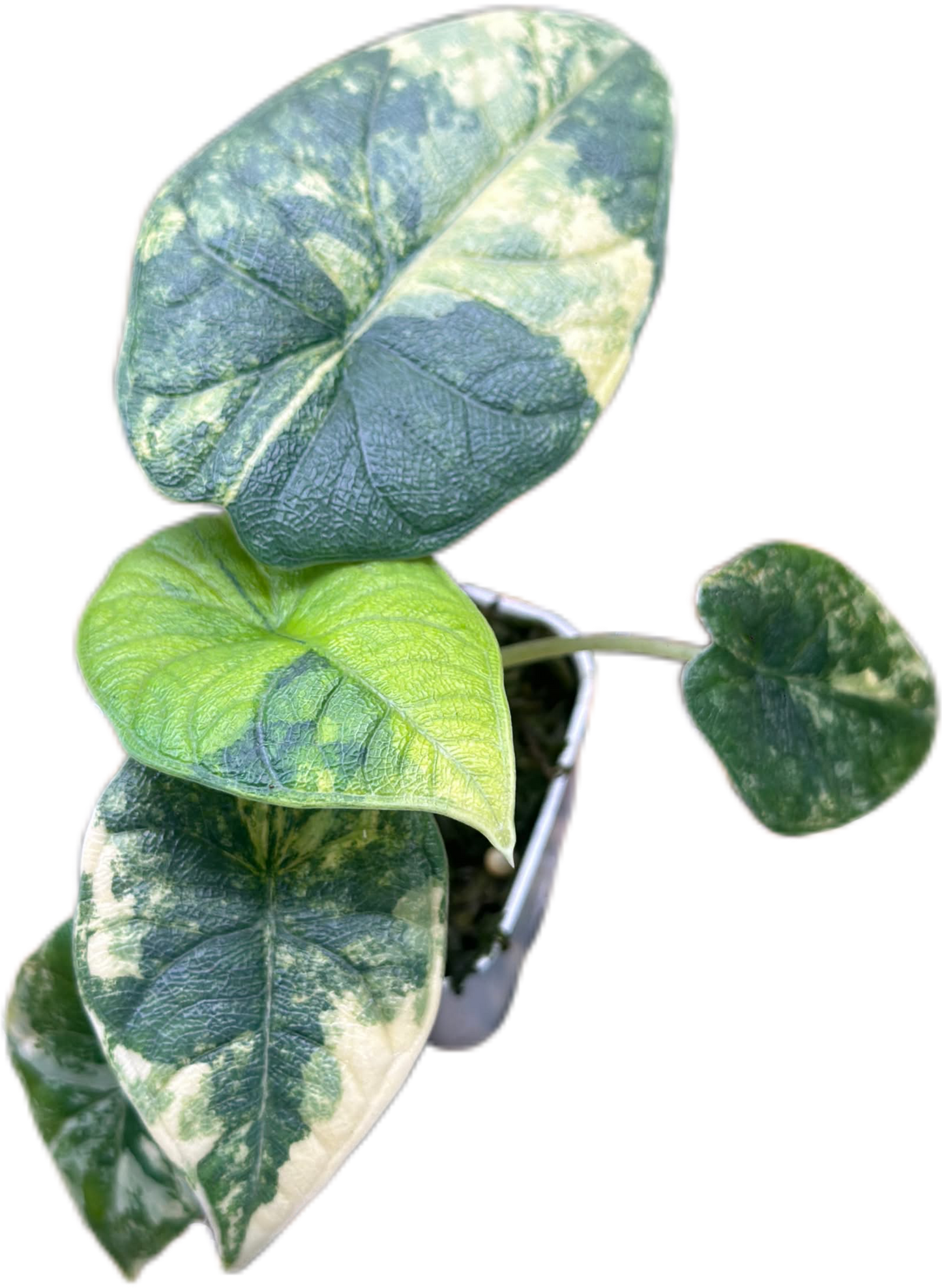 Alocasia Melo Aurea Variegated
