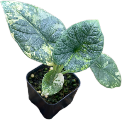 Alocasia Melo Aurea Variegated