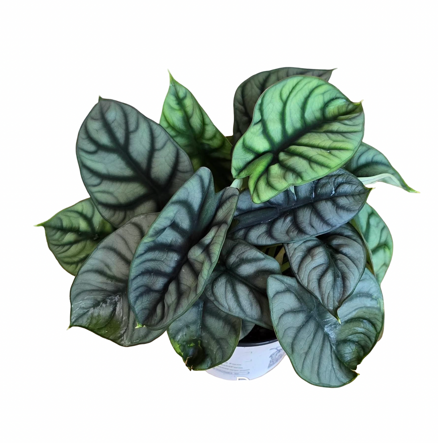Alocasia Silver Dragon – Premium Large Size Set of 5 Plants