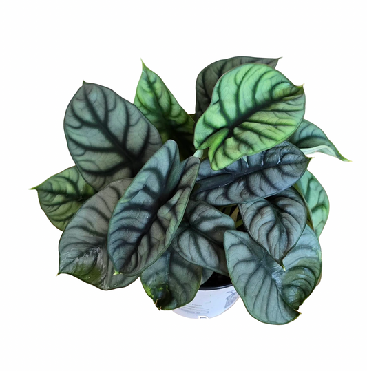 Alocasia Silver Dragon – Premium Large Size Set of 5 Plants