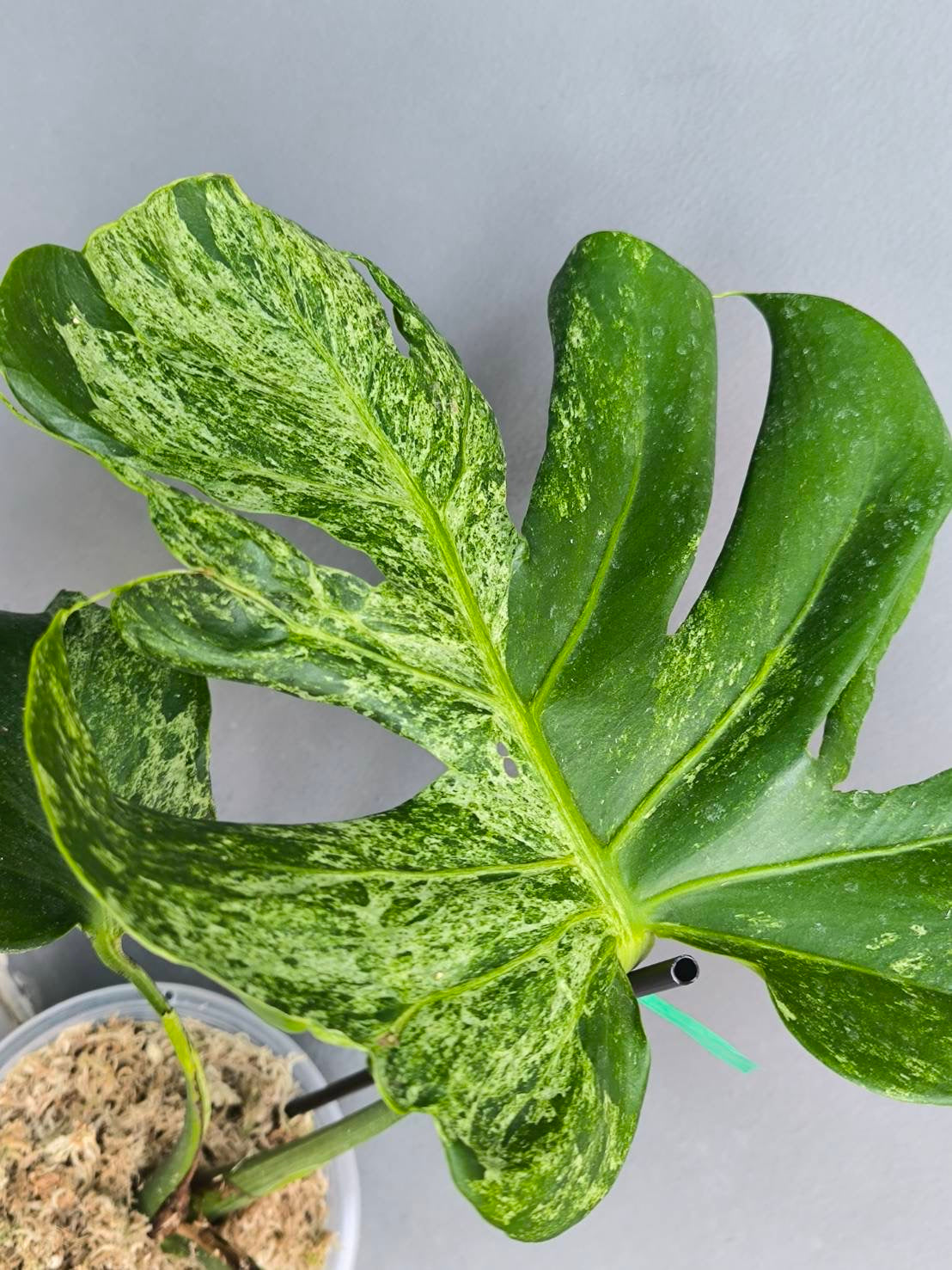 Monstera deliciosa “Silver Sand” (Rare)
