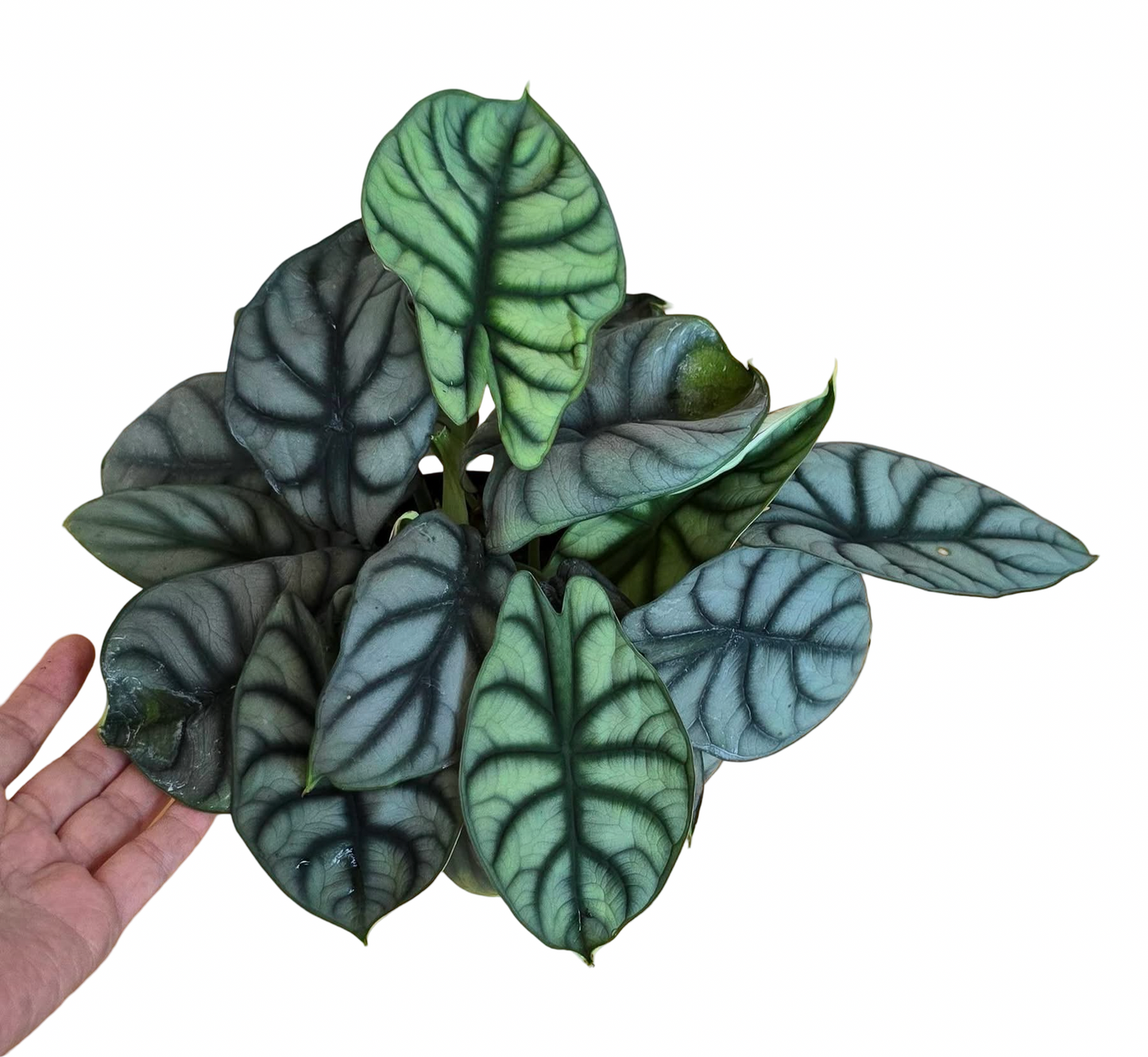 Alocasia Silver Dragon – Premium Large Size Set of 5 Plants