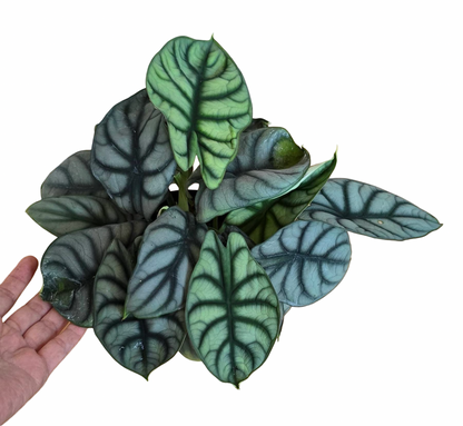 Alocasia Silver Dragon – Premium Large Size Set of 5 Plants