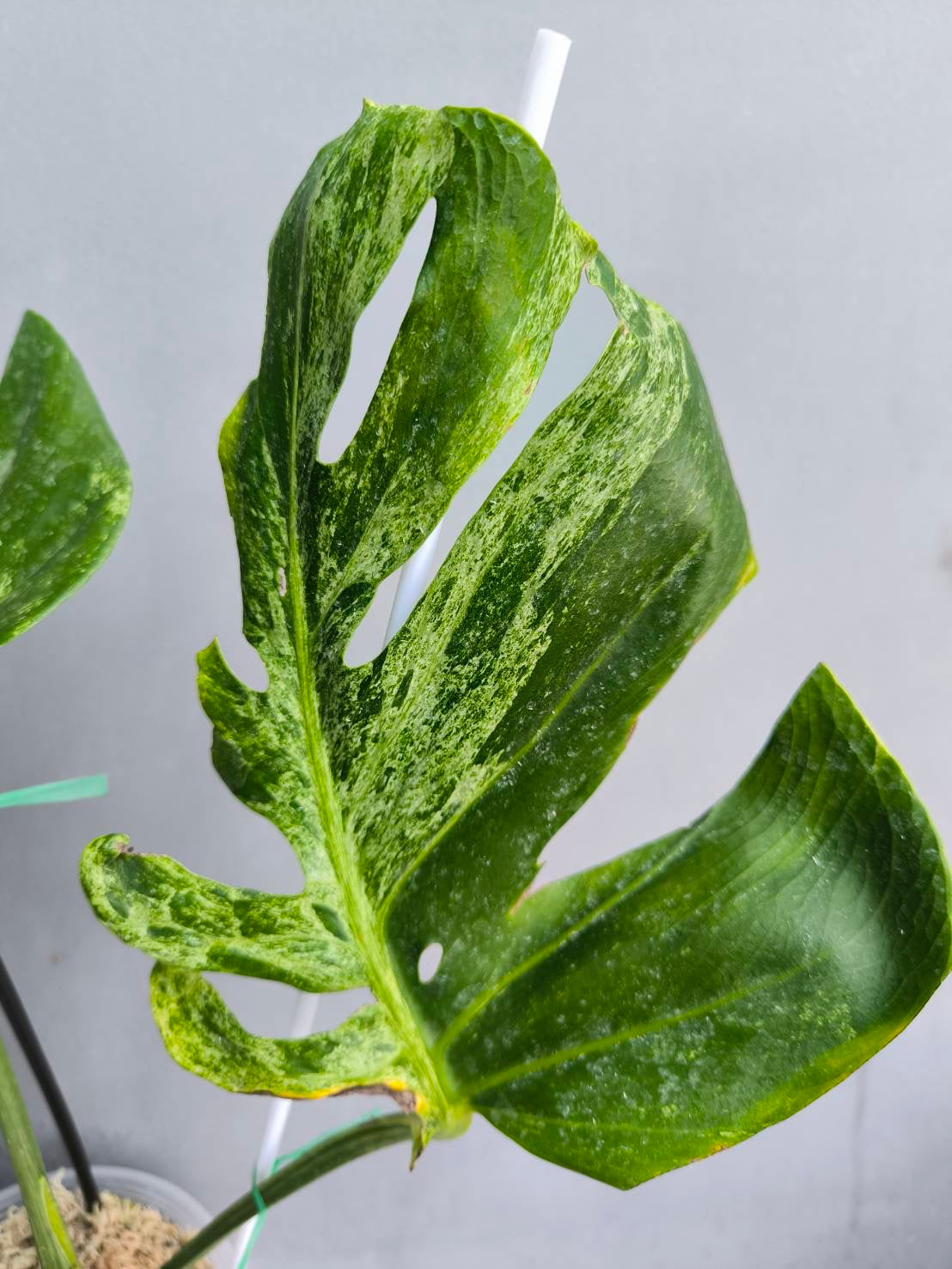 Monstera deliciosa “Silver Sand” (Rare)