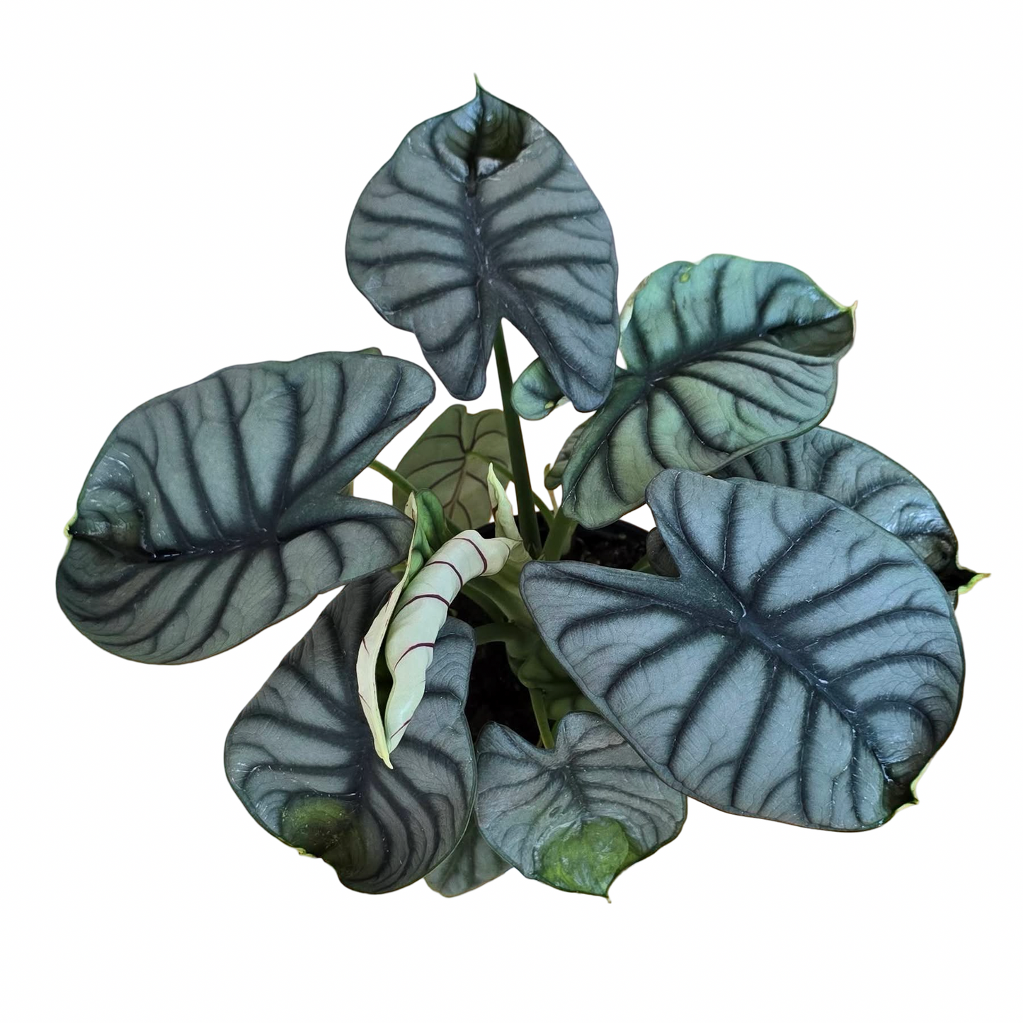 Alocasia Silver Dragon – Premium Large Size Set of 5 Plants