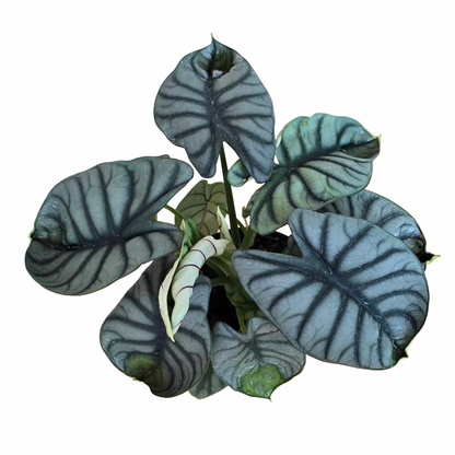 Alocasia Silver Dragon – Premium Large Size Set of 5 Plants