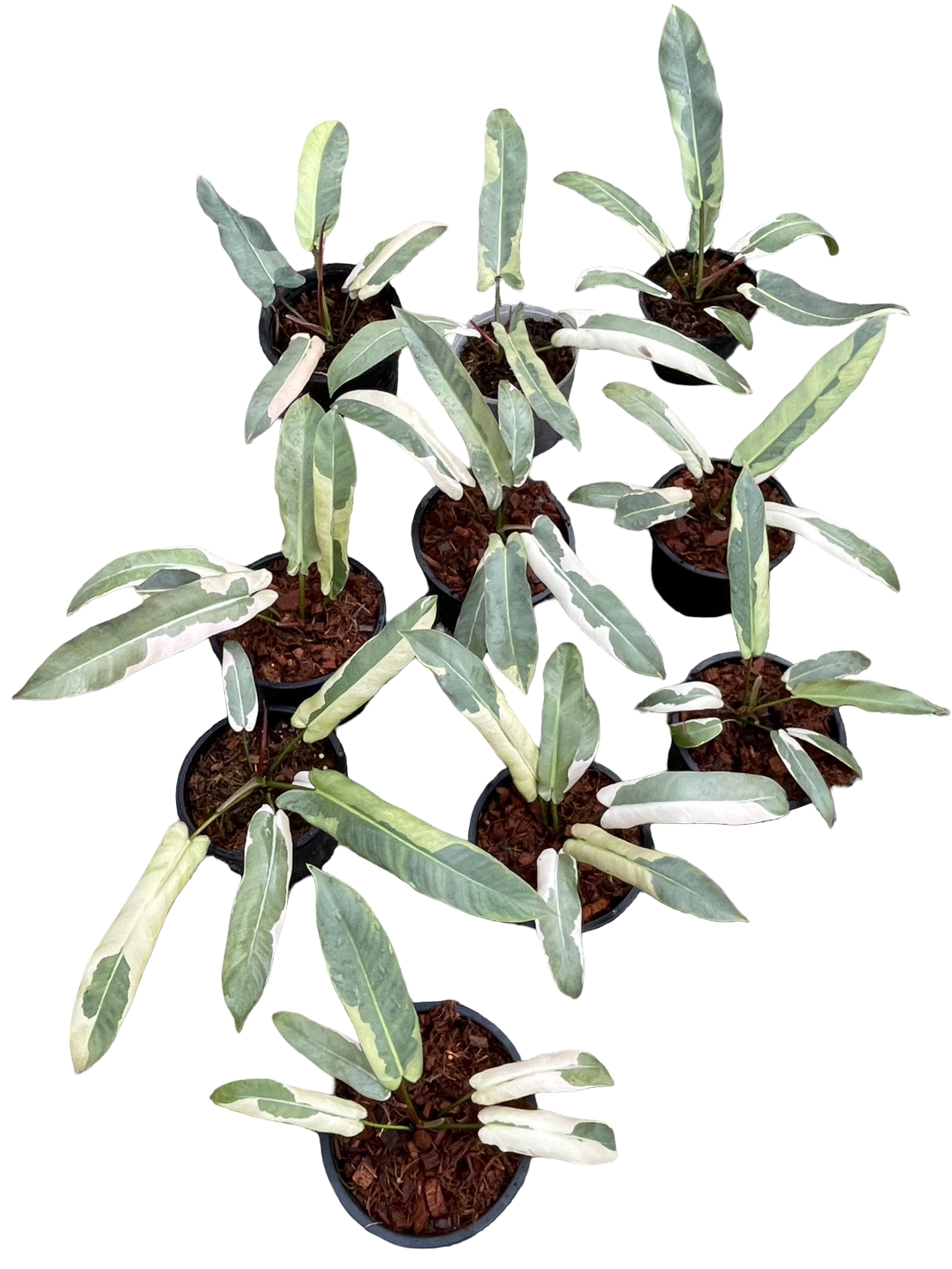 Philodendron Atabapoense Variegated Set of 10 Plants