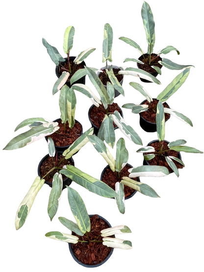 Philodendron Atabapoense Variegated Set of 5 Plants