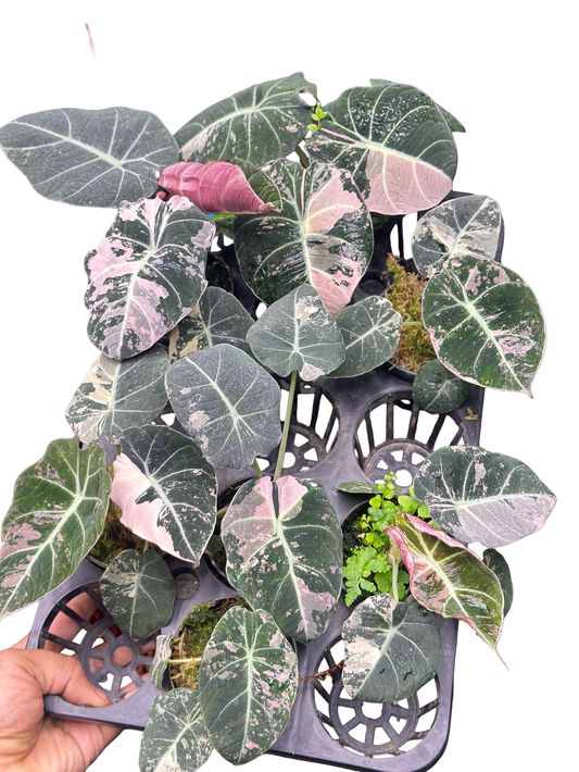 Alocasia Black Velvet Pink Variegated Set of 10 Plants