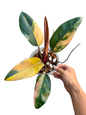 Philodendron Yellow Congo Variegated