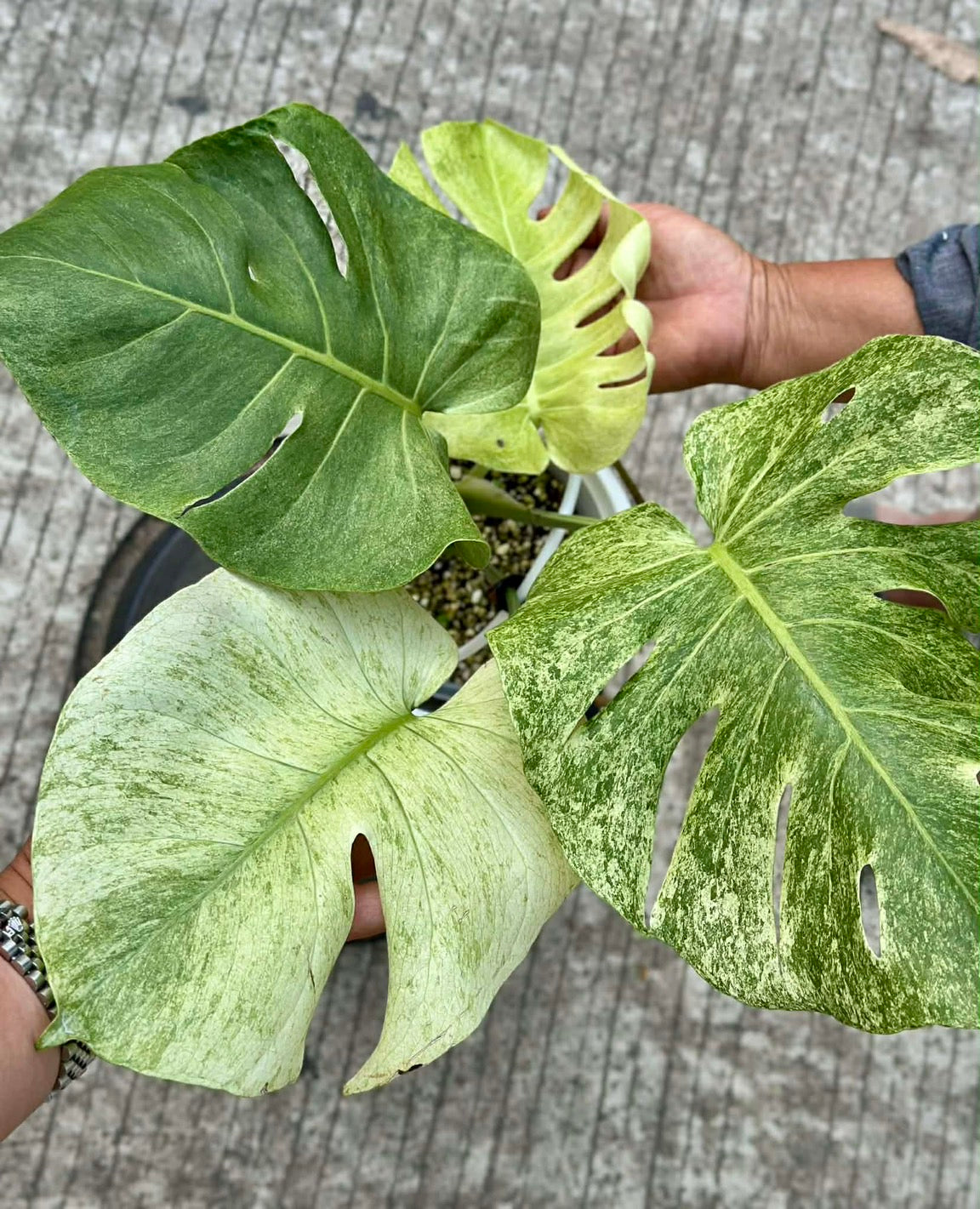 Monstera Deliciosa “White Tear” Variegation