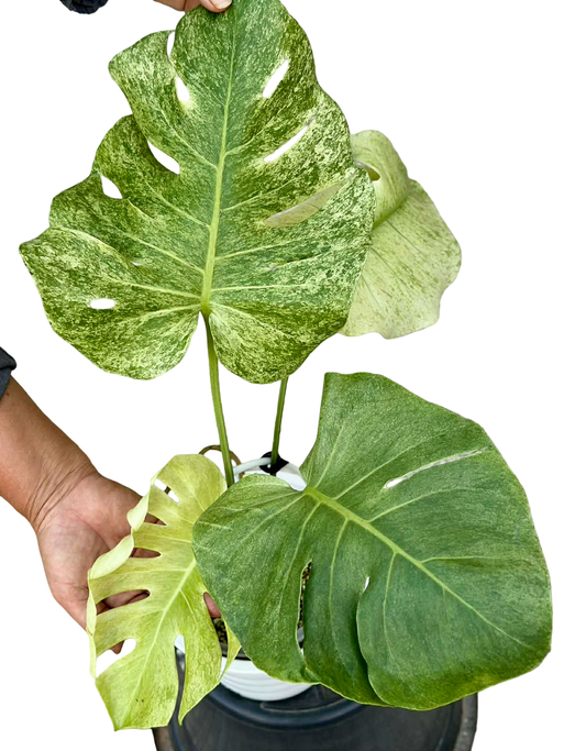 Monstera Deliciosa “White Tear” Variegation