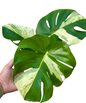 Monstera Deliciosa “White Tear” Variegation