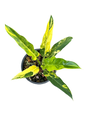 Philodendron Pinnatifidum Variegated