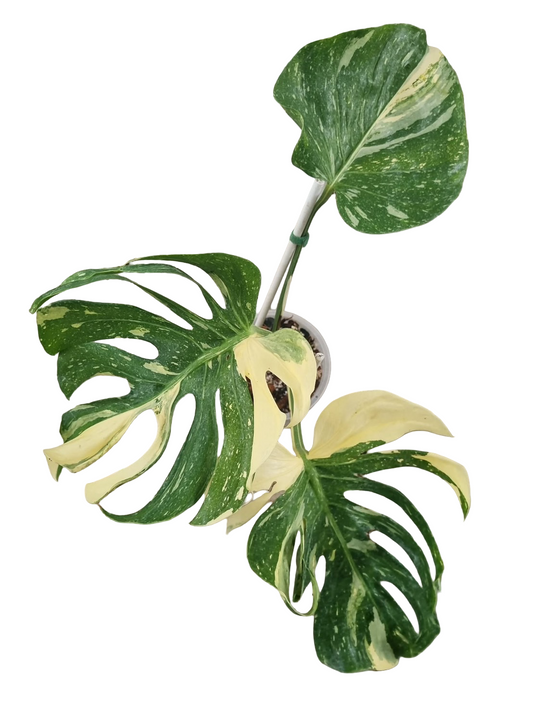 Monstera Deliciosa “Medusa” Variegated