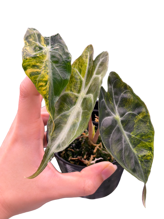 Alocasia ‘Venom’ Aurea Variegated
