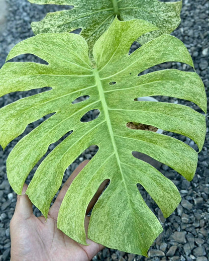 Monstera deliciosa ‘White Tear Full Mint’