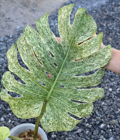 Monstera deliciosa ‘White Tear Full Mint’