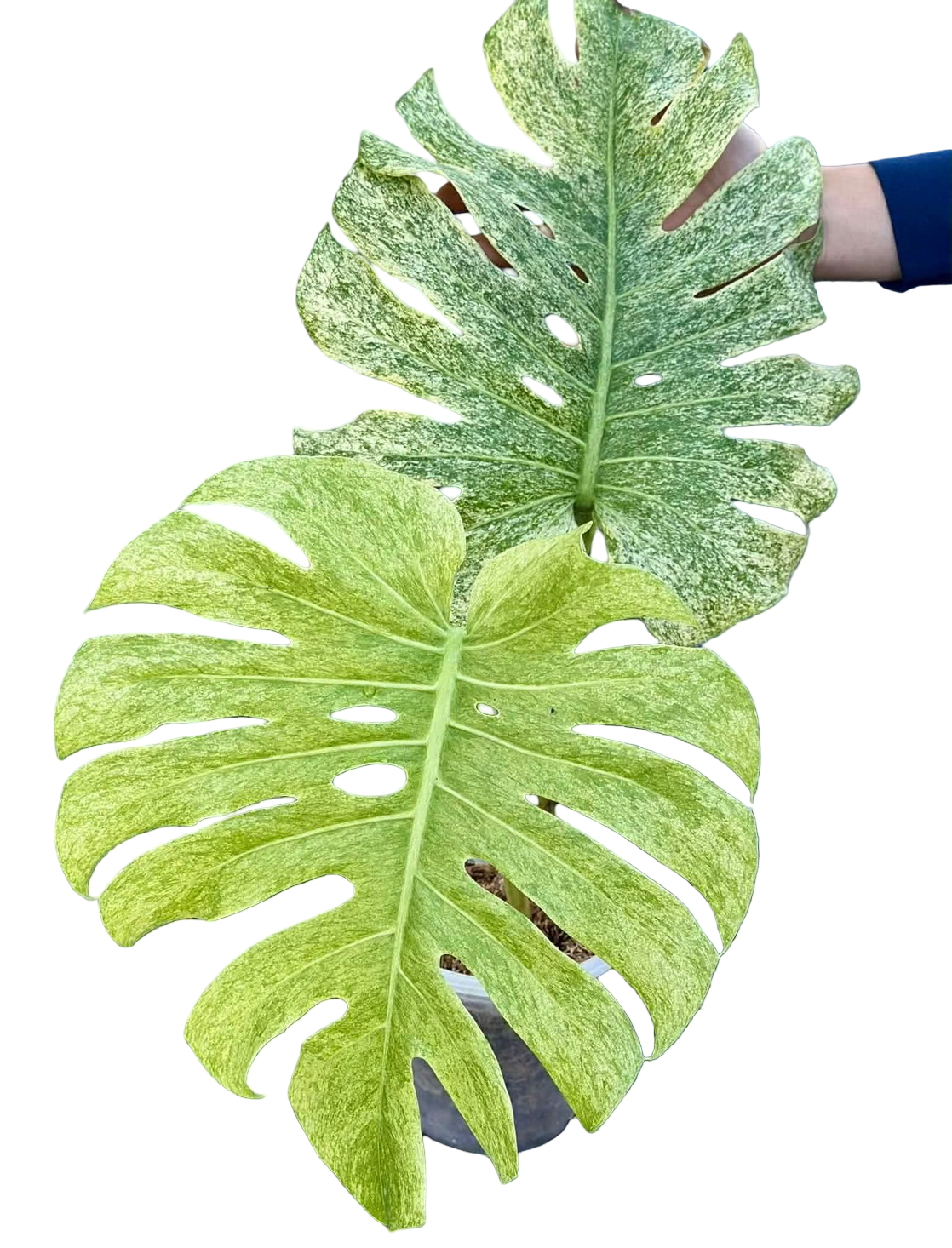 Monstera deliciosa ‘White Tear Full Mint’
