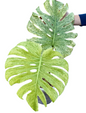 Monstera deliciosa ‘White Tear Full Mint’