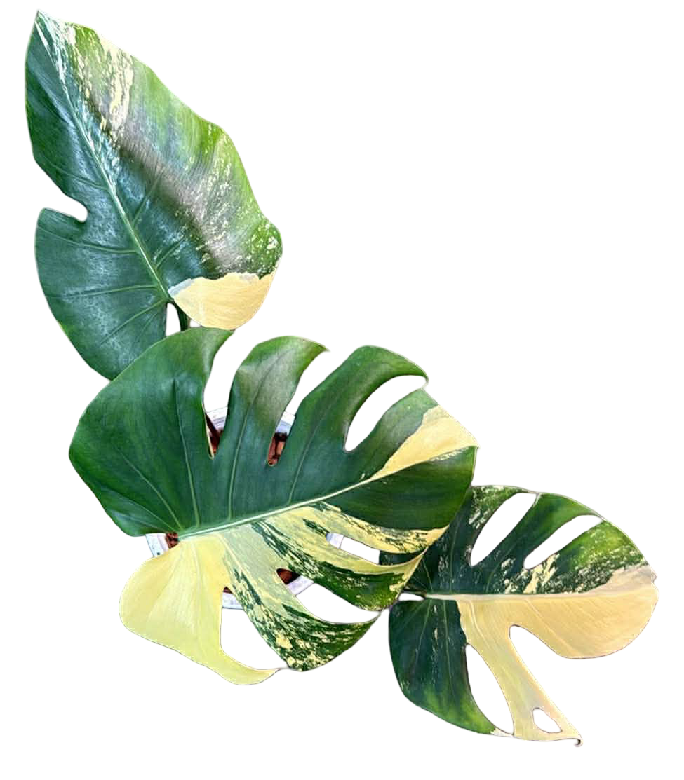 Monstera deliciosa (No ID Variegation)