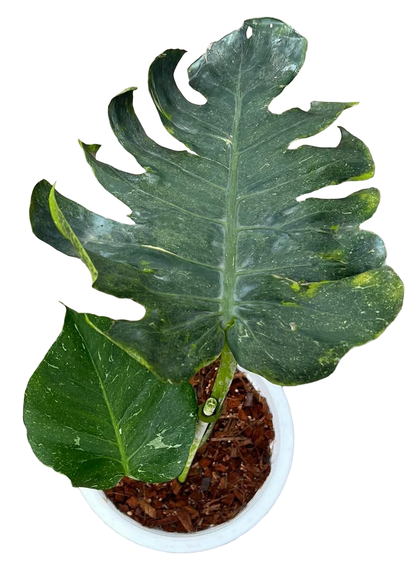 Monstera deliciosa ‘Thunderbolt’ (Rare)
