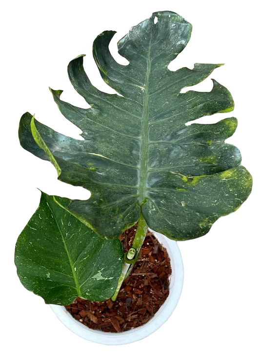 Monstera deliciosa ‘Thunderbolt’ (Rare)