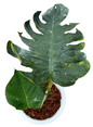 Monstera deliciosa ‘Thunderbolt’ (Rare)