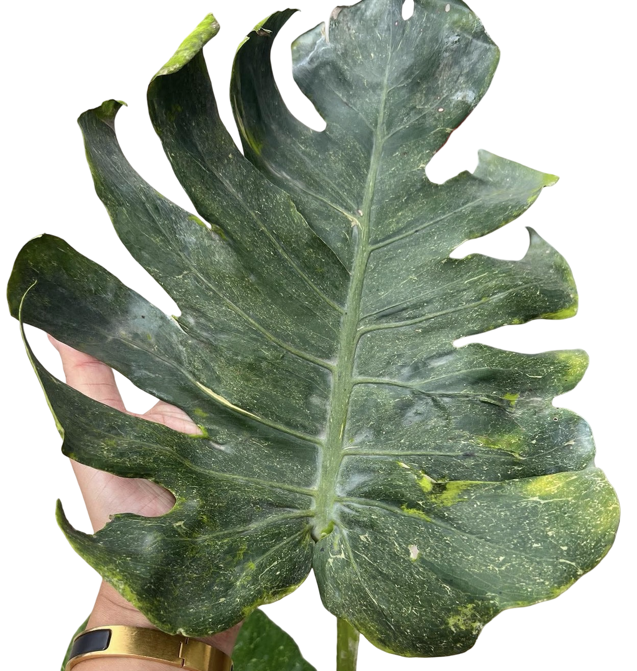 Monstera deliciosa ‘Thunderbolt’ (Rare)