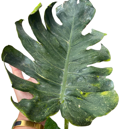 Monstera deliciosa ‘Thunderbolt’ (Rare)