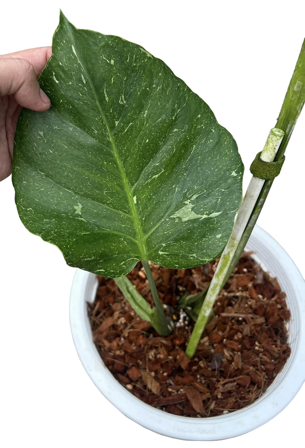 Monstera deliciosa ‘Thunderbolt’ (Rare)