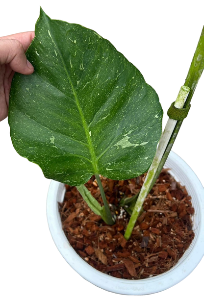 Monstera deliciosa ‘Thunderbolt’ (Rare)