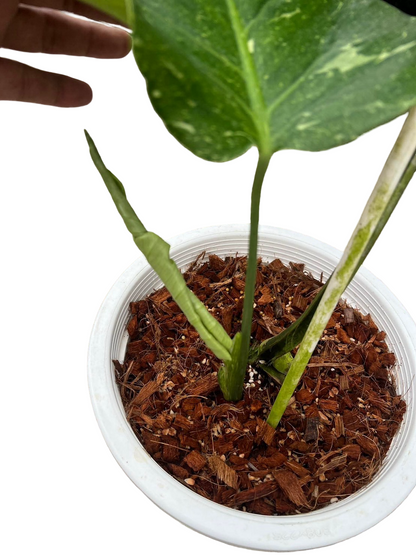 Monstera deliciosa ‘Thunderbolt’ (Rare)