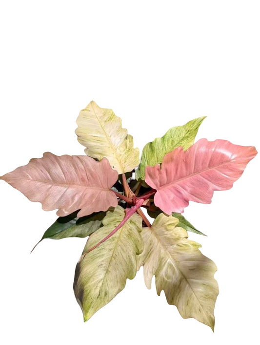 Philodendron Camamel Marble Strawberry Ice Variegated