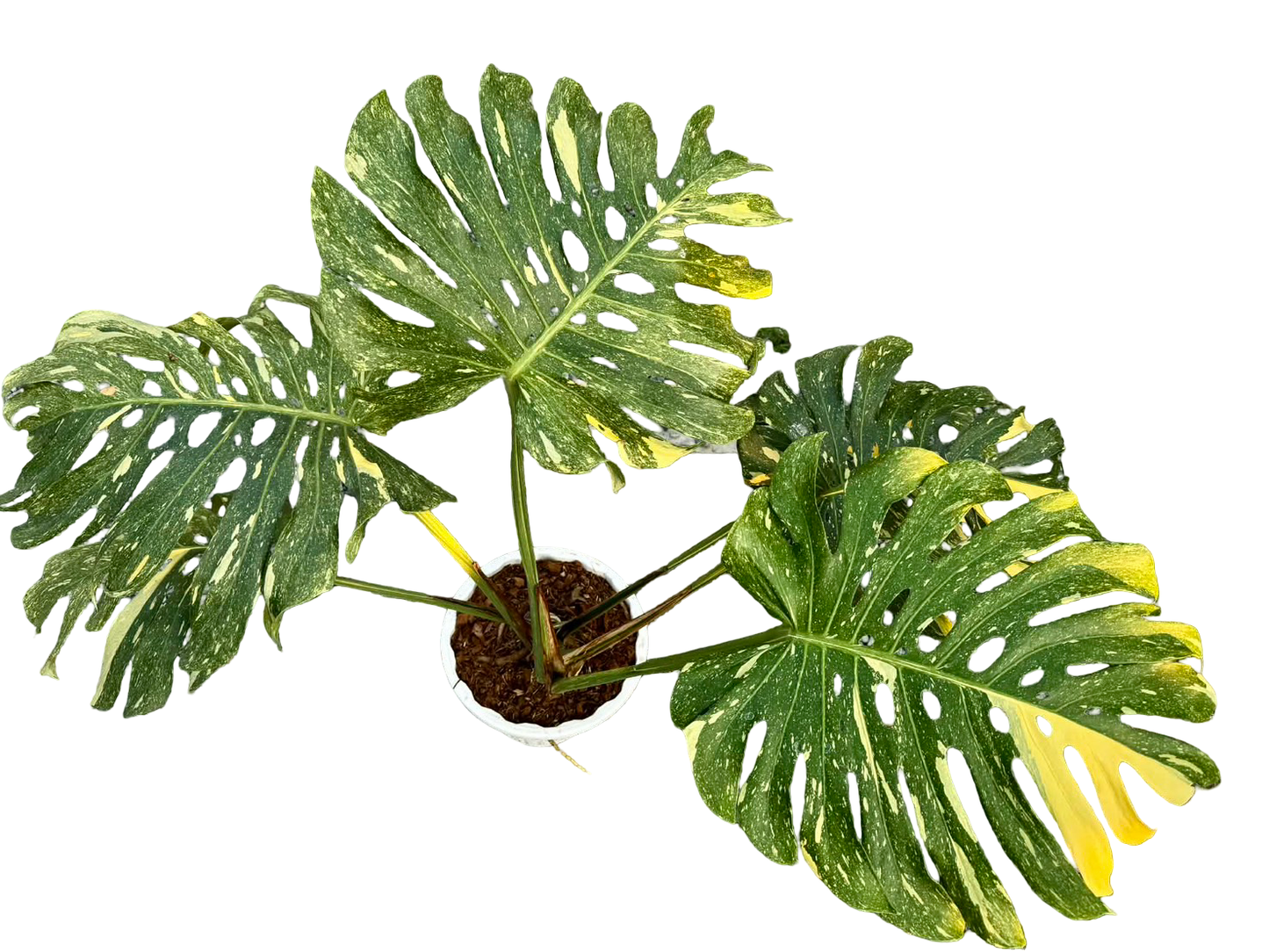 Monstera deliciosa (No ID Variegation) – Actual Plant