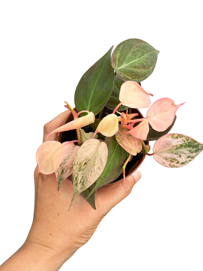 Philodendron Micans Strawberry Pink Variegated – Set of 5 Pots (1 Pot Includes 3 Plants)