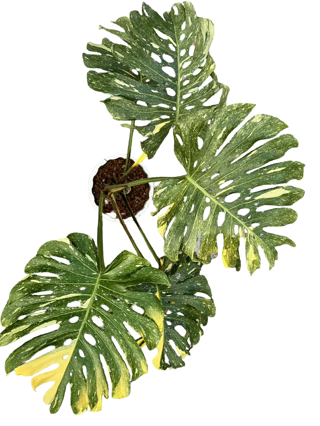 Monstera deliciosa (No ID Variegation) – Actual Plant