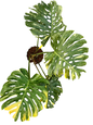 Monstera deliciosa (No ID Variegation) – Actual Plant
