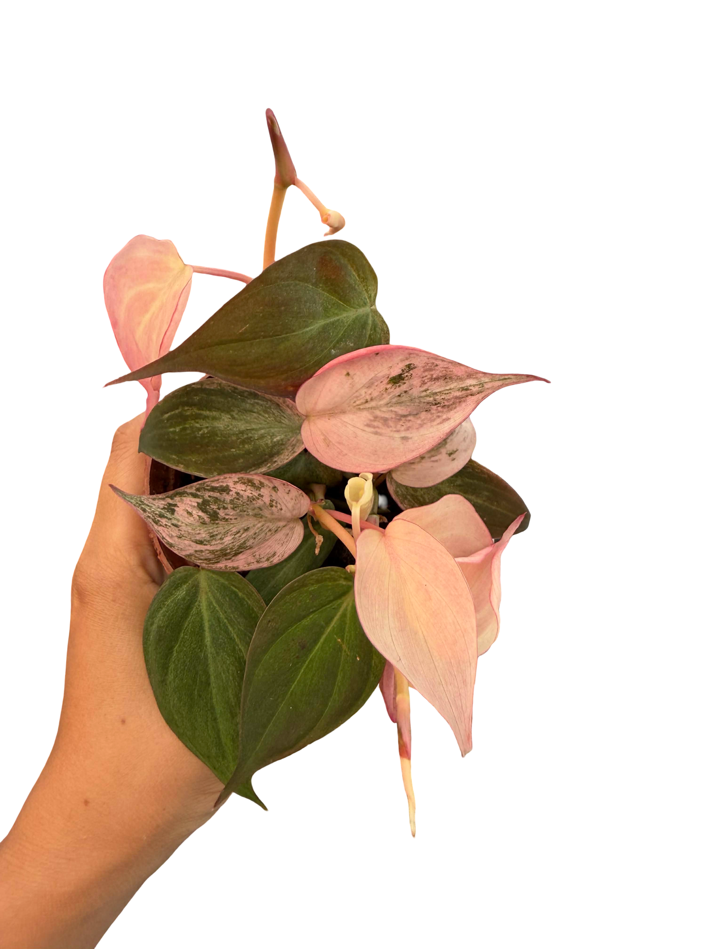 Philodendron Micans Strawberry Pink Variegated – Set of 5 Pots (1 Pot Includes 3 Plants)