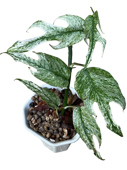 Epipremnum Pinnatum “Devil Monster”