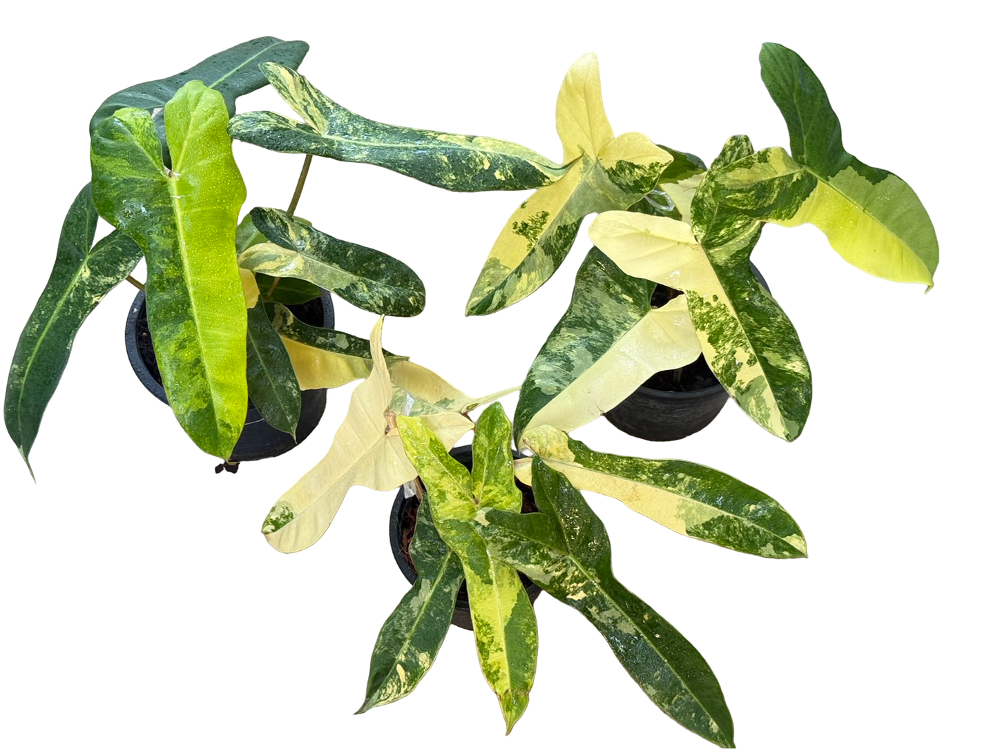 Philodendron Jennifer (Billietiae × Florida Beauty) — Set of 3 Plants