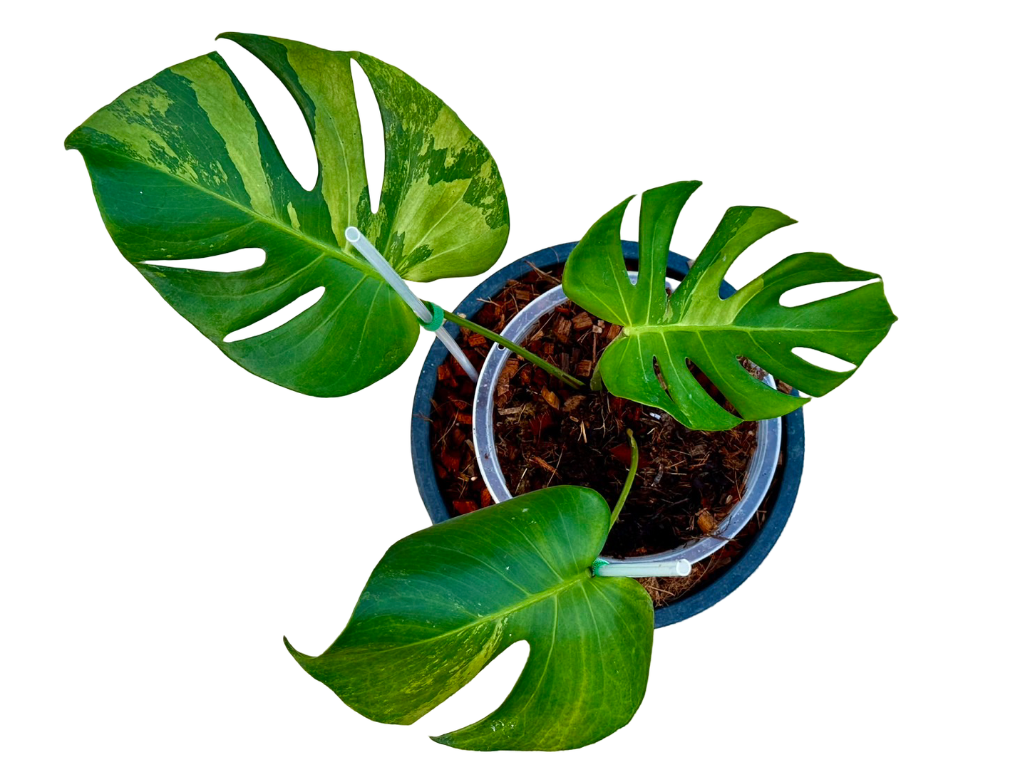 Monstera deliciosa (No ID Variegation) – Actual Plant
