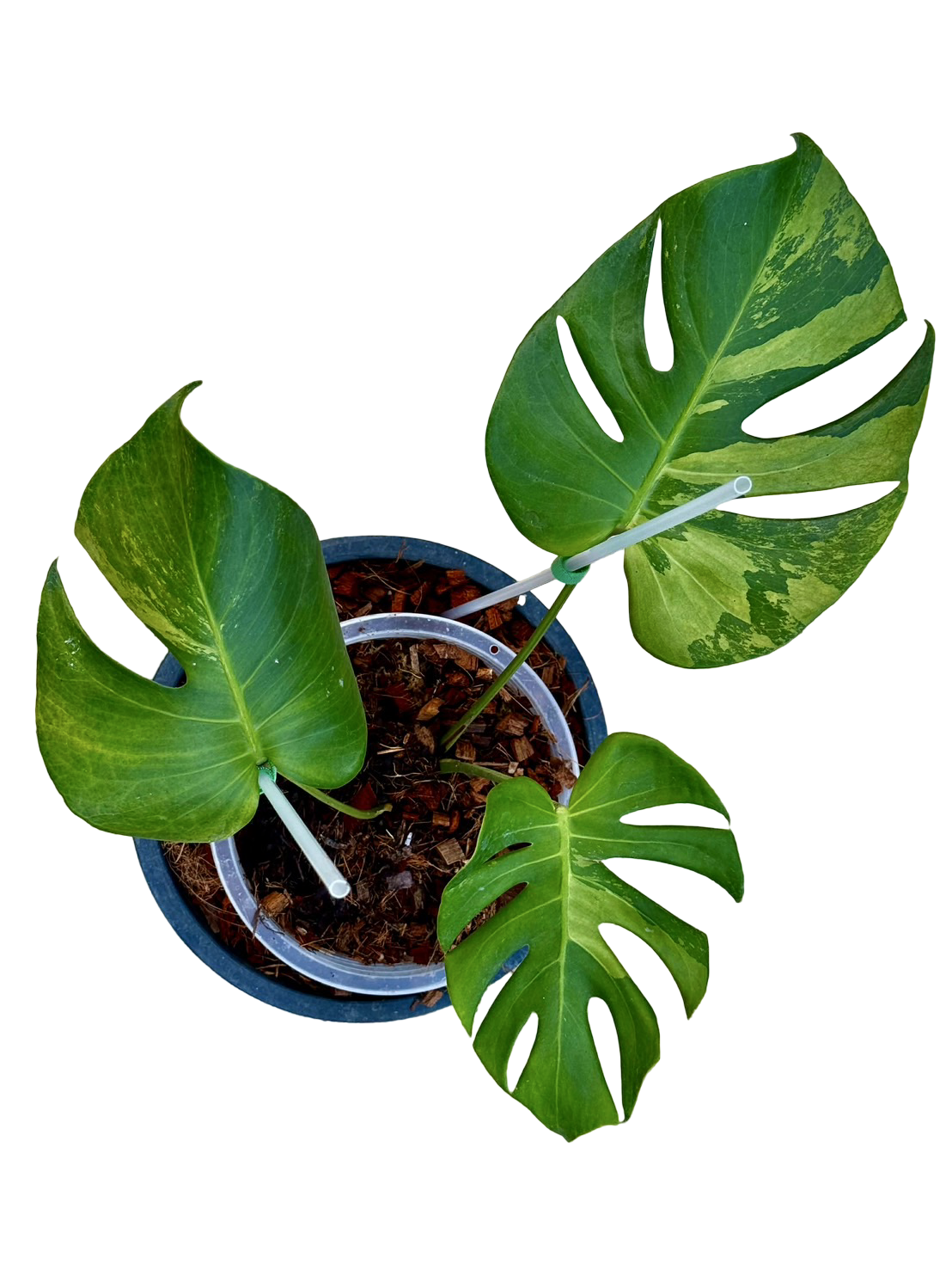 Monstera deliciosa (No ID Variegation) – Actual Plant