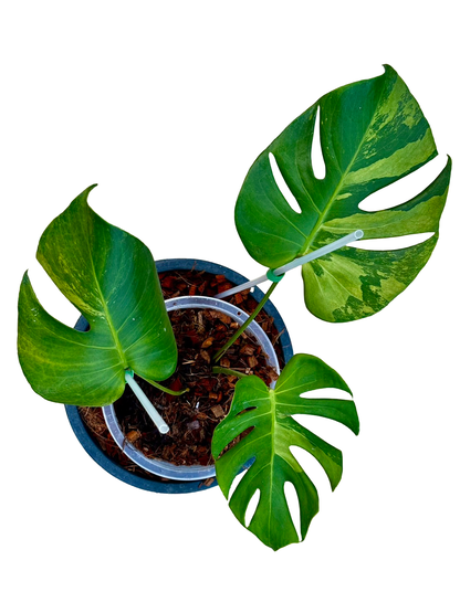 Monstera deliciosa (No ID Variegation) – Actual Plant