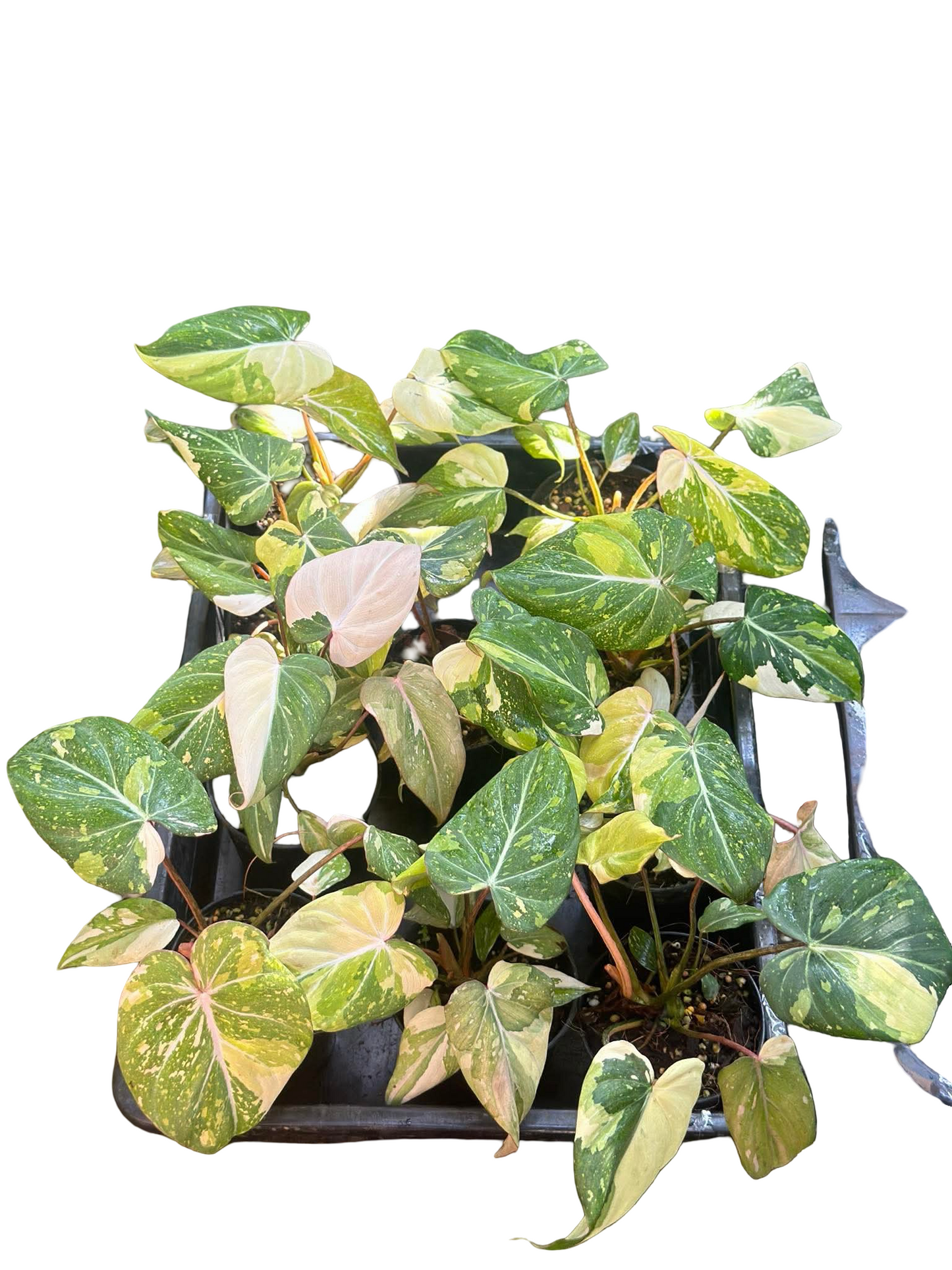 Philodendron Gloriosum Variegated – Tissue Culture | Set of 10 Plants