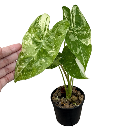 Alocasia Longiloba Thai Constellation Variegated Rare Collector Plant