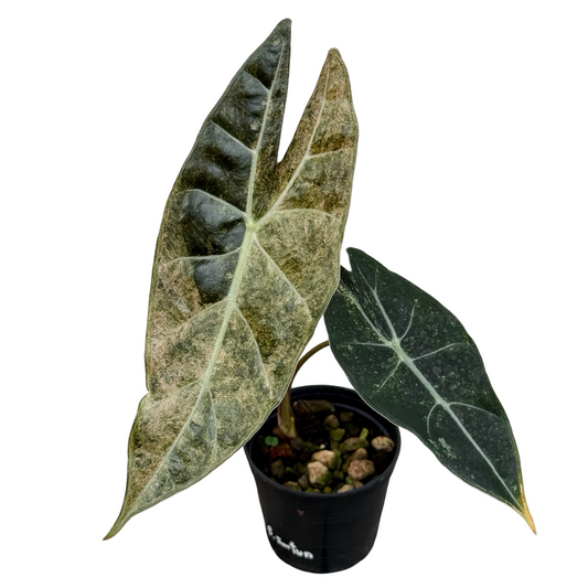 Alocasia Black Satun “Stardust” Variegated